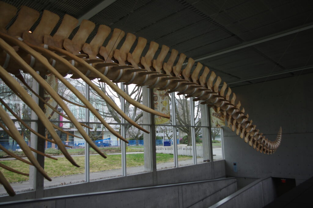 Beaty Biodiversity Museum
