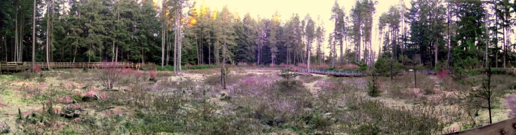 Camosun Bog Vancouver