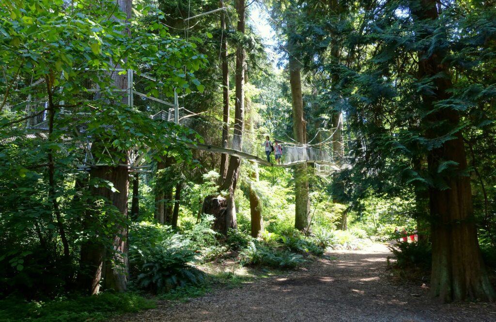 UBC Tree Walk